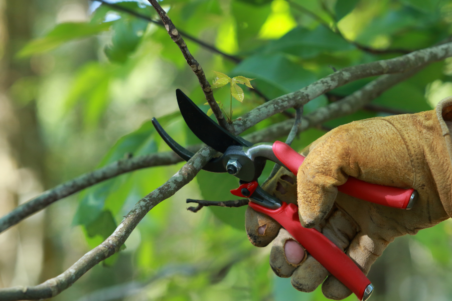 secateur electrique professionnel